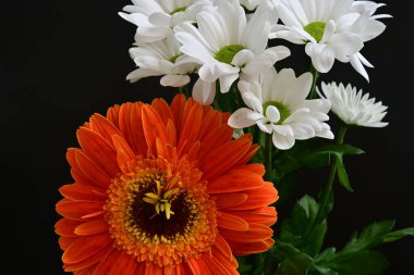 Güzel Gerbera ve kasımpatı çiçekleri koyu arkaplanda