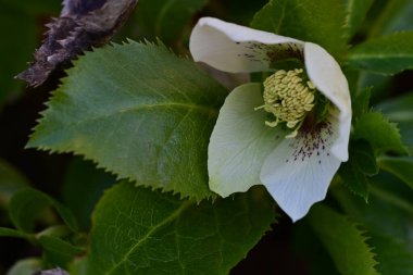 açık büyüyen çiçeklerin yakın çekim