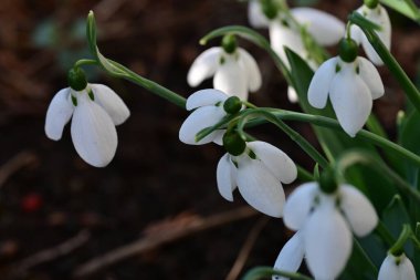 İlkbaharda ilk kar damlası çiçekleri 