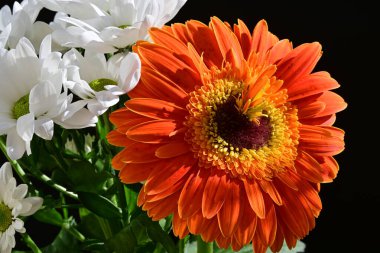 güzel gerbera ve kasımpatı çiçekleri koyu arkaplanda, yaz konsepti, yakın görüş