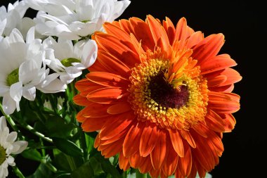güzel gerbera ve kasımpatı çiçekleri koyu arkaplanda, yaz konsepti, yakın görüş