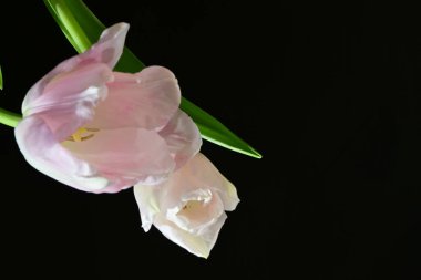 Güzel laleler koyu arkaplanda izole edilmiş çiçekler 