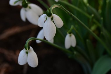 Ormandaki beyaz kardelen çiçekleri kapatın. 