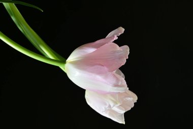 Siyah arkaplanda beyaz ve pembe lale çiçekleri