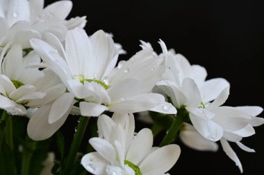 Güzel beyaz kasımpatı çiçekleri kaplar siyah renge 