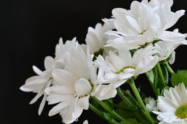 Güzel beyaz kasımpatı çiçekleri kaplar siyah renge 