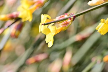 açık büyüyen çiçeklerin yakın çekim