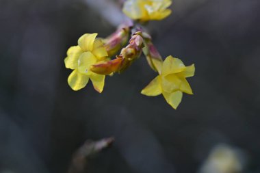 açık büyüyen çiçeklerin yakın çekim