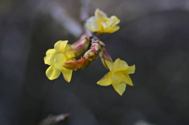 açık büyüyen çiçeklerin yakın çekim