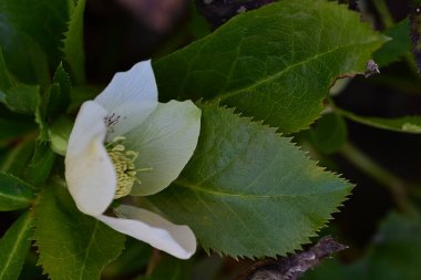 Güzel kış çiçekleri koyu arkaplanda kapanıyor.