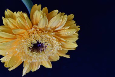 Güzel Gerbera çiçeği. Yaklaş.