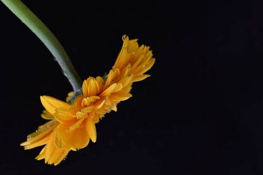 Güzel Gerbera çiçeği. Yaklaş.