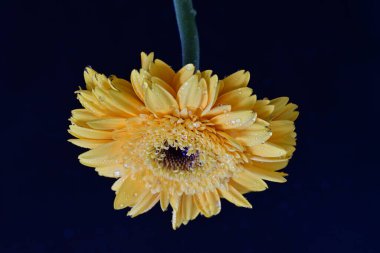 Güzel Gerbera çiçeği. Yaklaş.