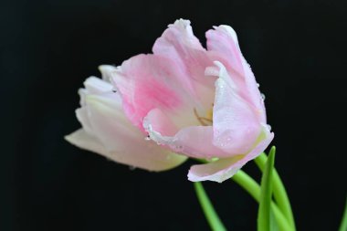 Siyah arka plan üzerine güzel pembe laleler 