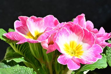 Primula pembe ve beyaz çiçeklerini kapatın.