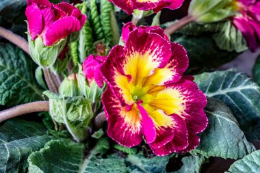 Koyu arkaplanda güzel primula çiçeklerini kapat   