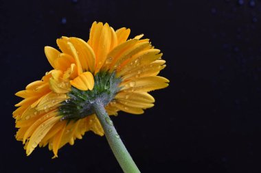 Güzel Gerbera çiçeği. Yaklaş.