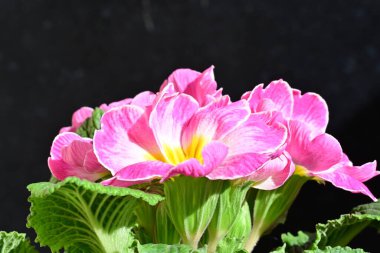 Güzel primula çiçekleri, çiçek konsepti