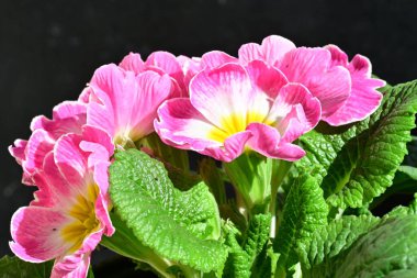 Güzel primula çiçekleri, çiçek konsepti