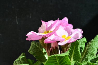 Güzel primula çiçekleri, çiçek konsepti