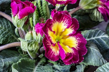 Koyu arkaplanda güzel primula çiçeklerini kapat   