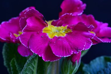 Koyu arkaplanda güzel çiçeklerin manzarasını kapat