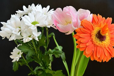 Gerbera, lale ve kasımpatı çiçekleri siyah arkaplanda 