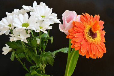 Gerbera, lale ve kasımpatı çiçekleri siyah arkaplanda 