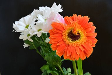 Gerbera, lale ve kasımpatı çiçekleri siyah arkaplanda 