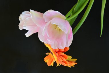 Gerbera ve lale çiçekleri siyah arkaplanı kapatır 