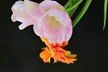 Gerbera ve lale çiçekleri siyah arkaplanı kapatır 