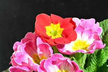 Siyah arkaplanda primula çiçeklerini kapat 