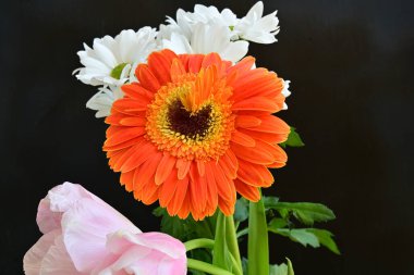 Gerbera, lale ve kasımpatı çiçekleri siyah arkaplanda 