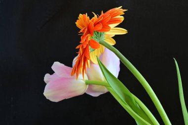 Gerbera ve lale çiçekleri siyah arkaplanı kapatır 