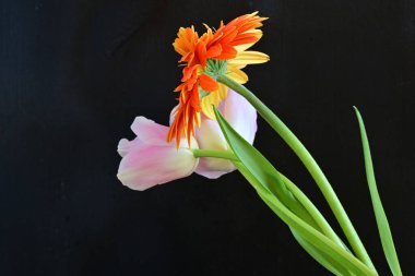 Gerbera ve lale çiçekleri siyah arkaplanı kapatır 