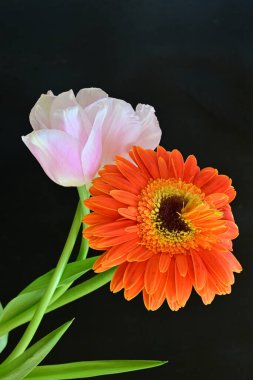 Gerbera ve lale çiçekleri siyah arkaplanı kapatır 