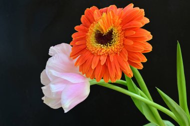 Gerbera ve lale çiçekleri siyah arkaplanı kapatır 