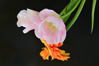 Gerbera ve lale çiçekleri siyah arkaplanı kapatır 