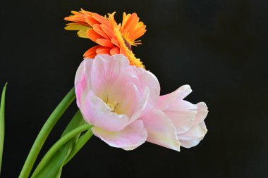 Gerbera ve lale çiçekleri siyah arkaplanı kapatır 