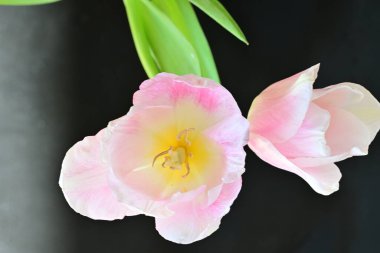 Siyah arka plan üzerine güzel pembe laleler 