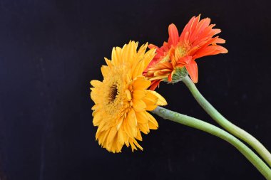 Koyu arkaplanda güzel Gerbera çiçekleri, bahar konsepti, yakın görüş