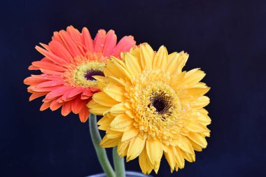 Koyu arkaplanda güzel Gerbera çiçekleri, bahar konsepti, yakın görüş