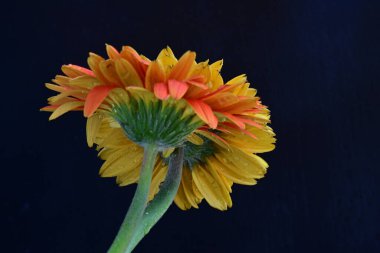 Koyu arkaplanda güzel Gerbera çiçekleri, bahar konsepti, yakın görüş