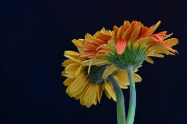 Koyu arkaplanda güzel Gerbera çiçekleri, bahar konsepti, yakın görüş