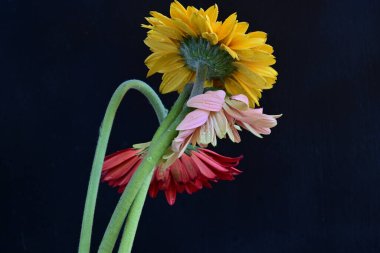 Koyu arkaplanda güzel Gerbera çiçekleri, bahar konsepti, yakın görüş
