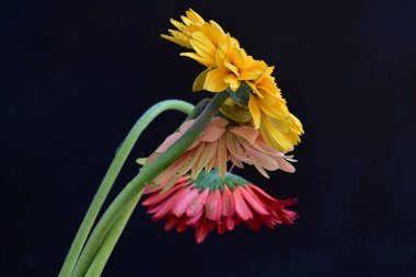 Koyu arkaplanda güzel Gerbera çiçekleri, bahar konsepti, yakın görüş
