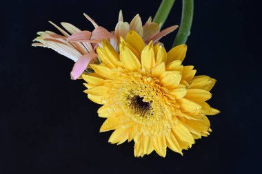 Koyu arkaplanda güzel Gerbera çiçekleri, bahar konsepti, yakın görüş