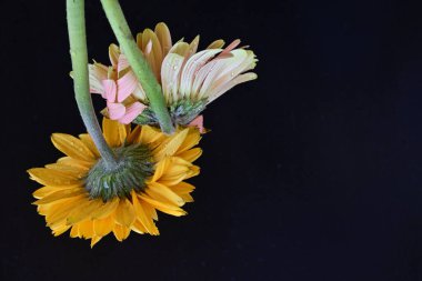 Koyu arkaplanda güzel Gerbera çiçekleri, bahar konsepti, yakın görüş