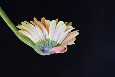 Siyah arka planda güzel Gerbera çiçeği 