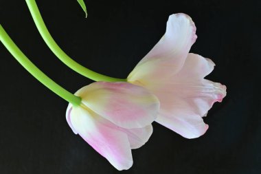 Siyah arka planda güzel pembe laleler